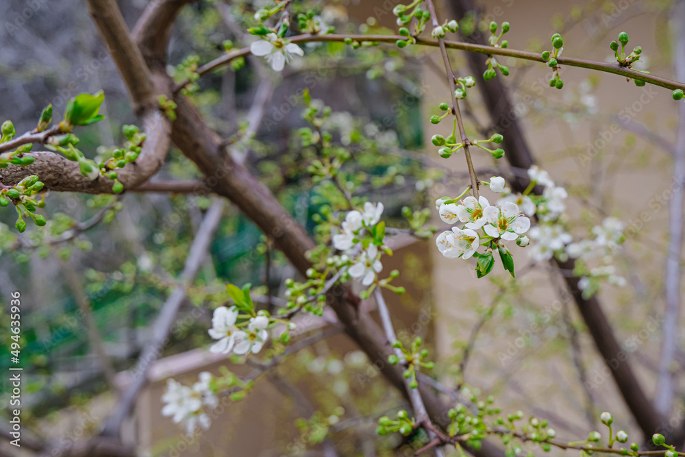 macro blooming tree in spring. beautiful springtime natural background. small blossoming leaves and flowers with shallow focus macro blooming tree in spring. beautiful springtime natural background. small blossoming leaves and flowers with shallow focus