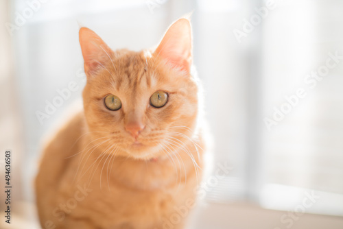 cute cat staying in front of the window