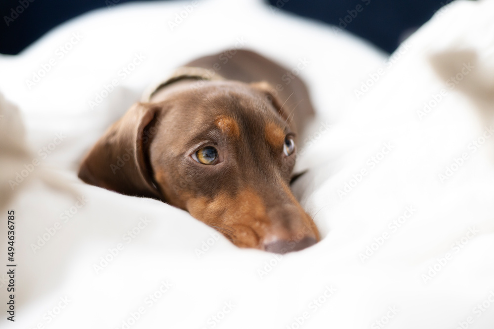 Small Dachshund dog on bed with blue background Small Dachshund dog on bed with blue background