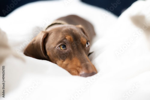 Small Dachshund dog on bed with blue background