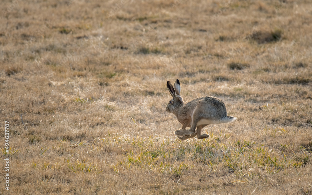 hase, tier, feldhase, hase, wild, säugetier, wild lebende tiere, natur, gras, hase, tier, feldhase, hase, wild, säugetier, wild lebende tiere, natur, gras,