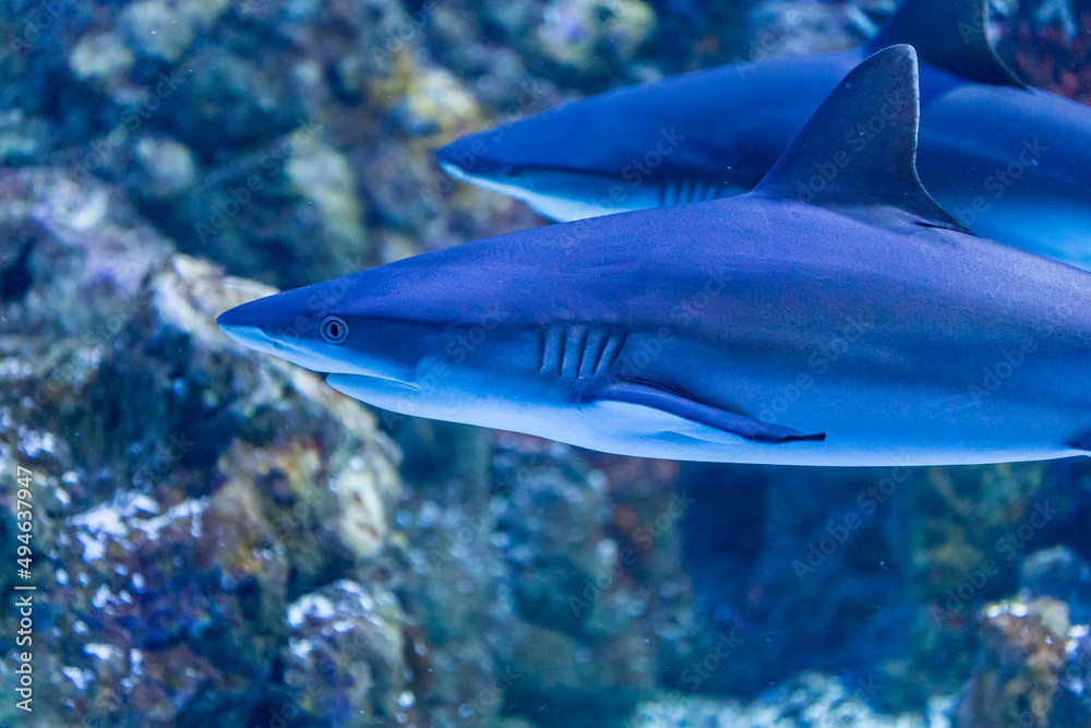 Naklejka premium Two Blacktip Reef Sharks Swimming through Reef, Australia
