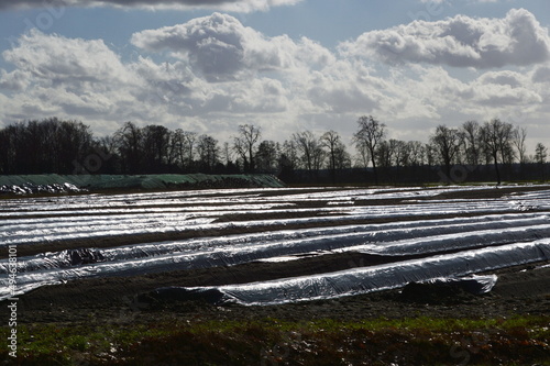 Spargel Feld im Frühling in der Lüneburger Heide, Niedersachsen photo