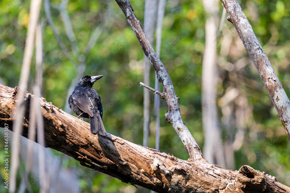 Black Butcherbird (Melloria quoyi) Sitting on Branch in Rainforest, Queensland, Australia Black Butcherbird (Melloria quoyi) Sitting on Branch in Rainforest, Queensland, Australia