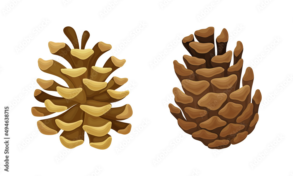 Opened coniferous tree pine cones vector illustration on white background Opened coniferous tree pine cones vector illustration on white background