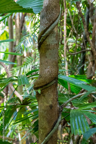 Close-Up of Strangler Fig Tree Embracing and Cutting in Tree Trunk in Rainforest, Queensland, Australia