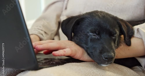 pets and freelancing. a dog lies in the arms of a person working at a laptop