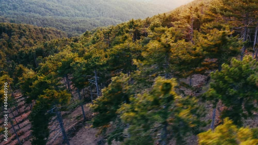 Aerial view of the red pine forest at sunset. 4K. cinematic view.