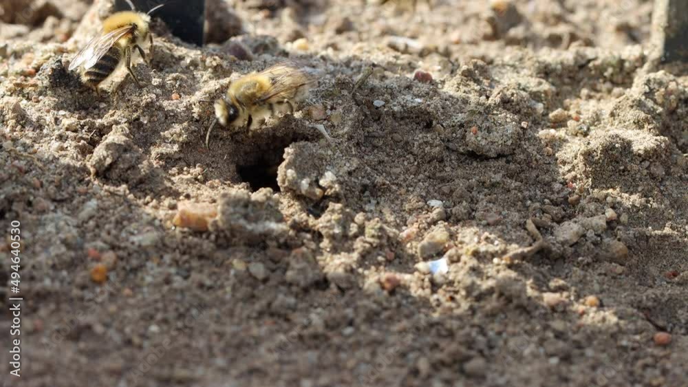 some sand bees fly around the entrance to the burrow some sand bees fly around the entrance to the burrow