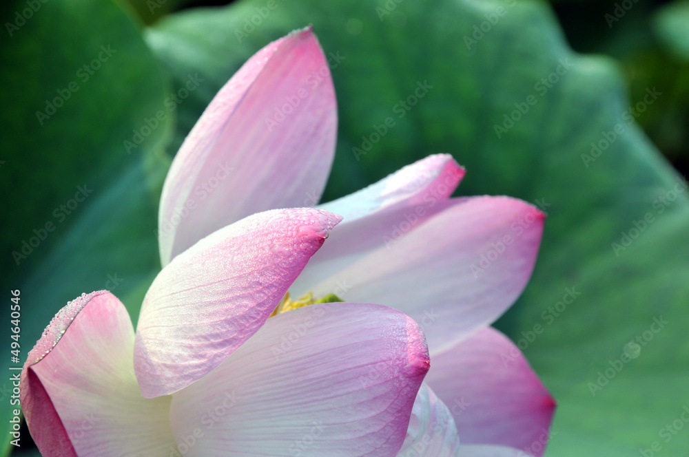 close up of lotus flower