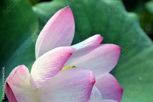 close up of lotus flower