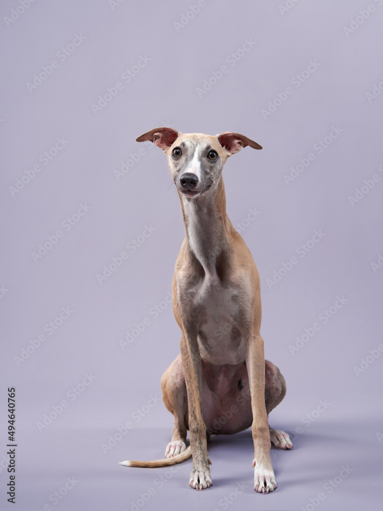 Portrait of a greyhound dog. handsome whippet in a photo studio