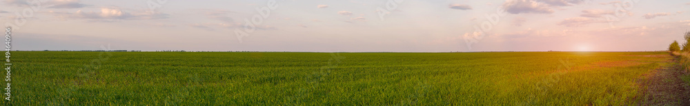 Panorama of a spring green field with wheat seedlings at sunset. Soft focus