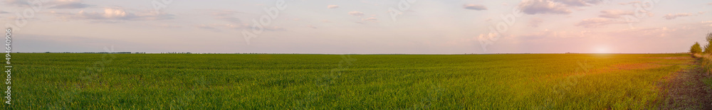Panorama of a spring green field with wheat seedlings at sunset. Soft focus Panorama of a spring green field with wheat seedlings at sunset. Soft focus