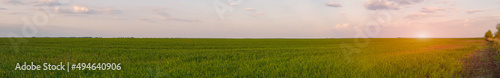 Panorama of a spring green field with wheat seedlings at sunset. Soft focus