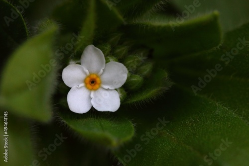 Myosotis blanche