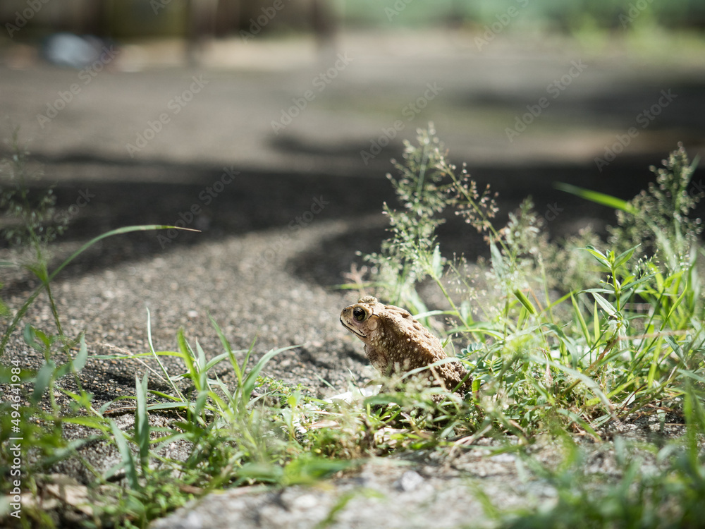 toad camouflaging in grass