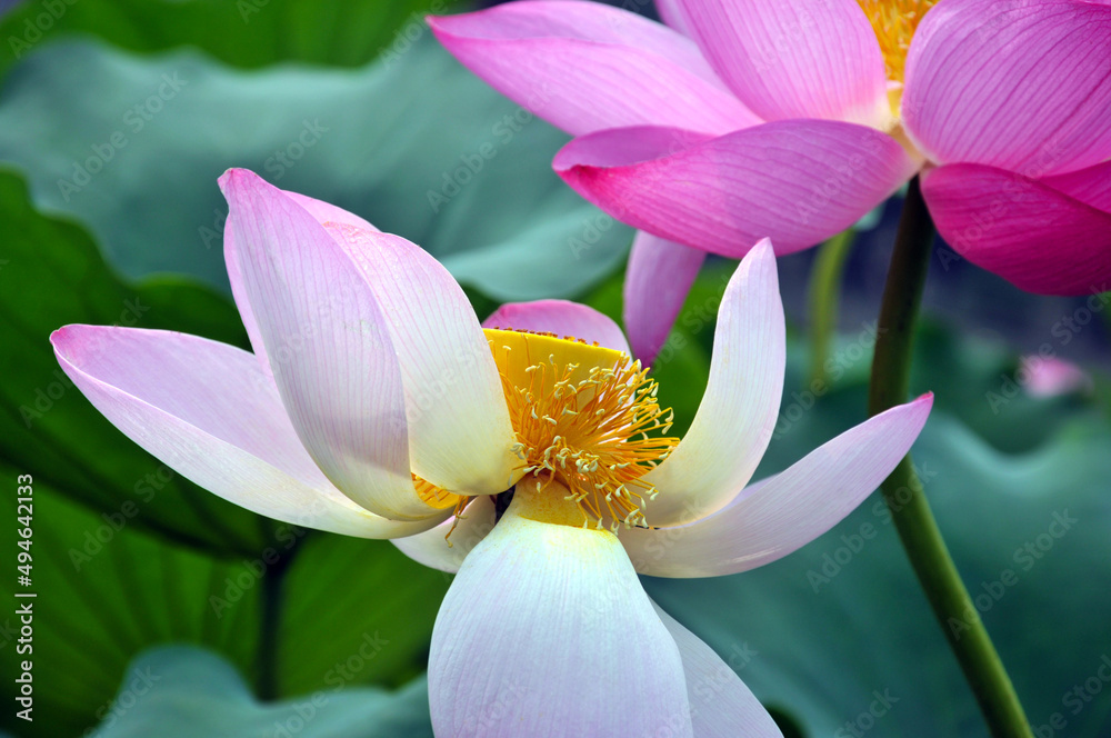 Fototapeta premium Blossoming lotus flowers