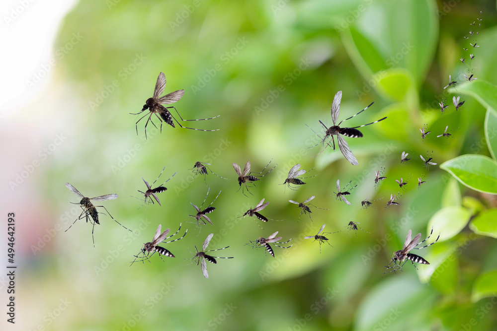Swarm of mosquitoes fly in the park Swarm of mosquitoes fly in the park