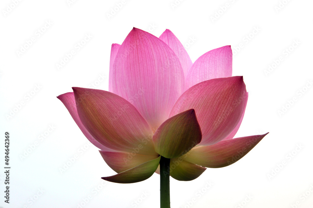pink lotus flower isolated pink lotus flower isolated