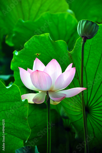 Blossoming lotus flowers