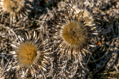 winter dried thistle flowers