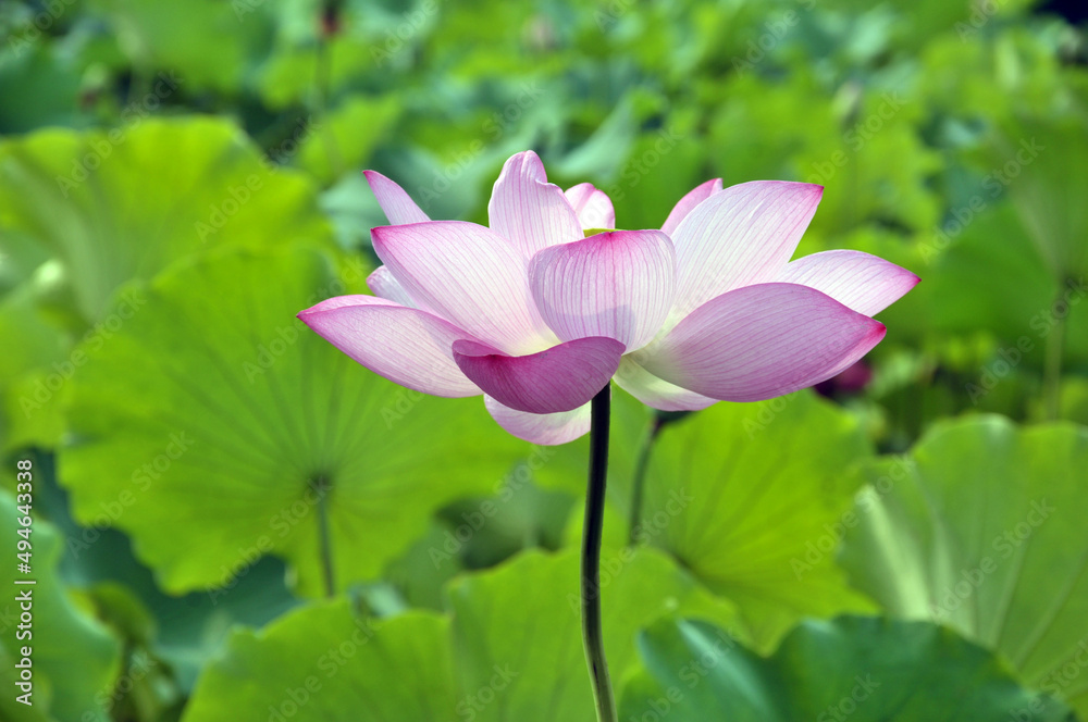 Blossoming lotus flowers