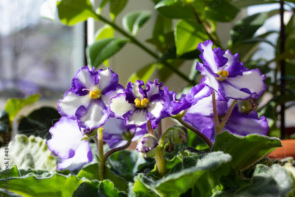 Purple violet flowers in a pot closeup Purple violet flowers in a pot closeup
