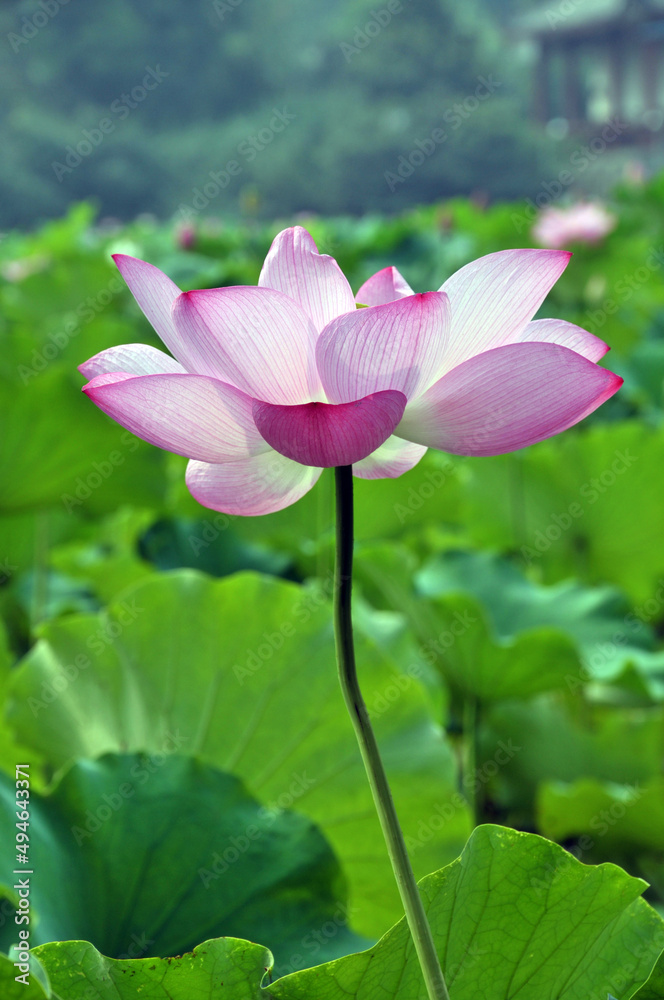 Blossoming lotus flowers