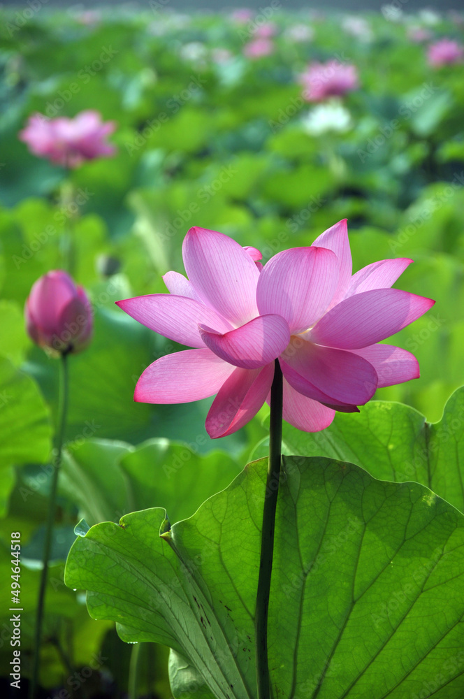 Blossoming lotus flowers Blossoming lotus flowers