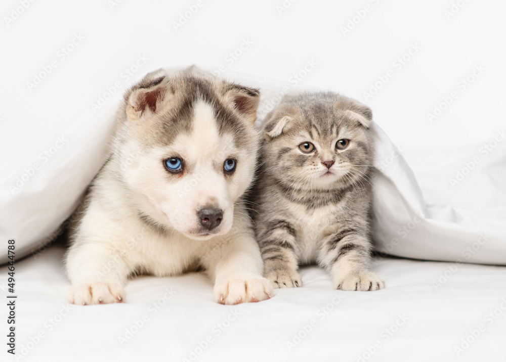 Small blue-eyed husky puppy and tabby scottish breed kitten lying under blanket at home and looking at camera Small blue-eyed husky puppy and tabby scottish breed kitten lying under blanket at home and looking at camera