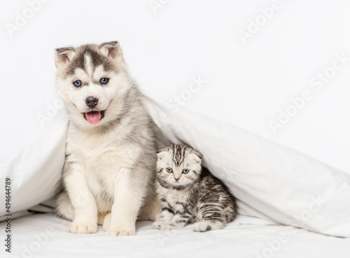 A small blue-eyed husky puppy and a tabby kitten of a Scottish breed sitting under a blanket at home © Ermolaeva Olga