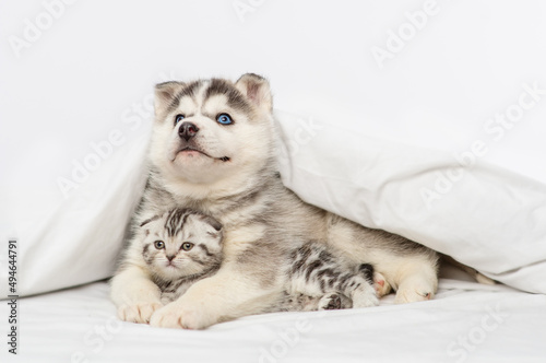 Husky puppy with blue eyes lying under the covers on the bed and hugging a tabby kitten of the Scottish breed. Puppy and kitten lying together under a white blanket