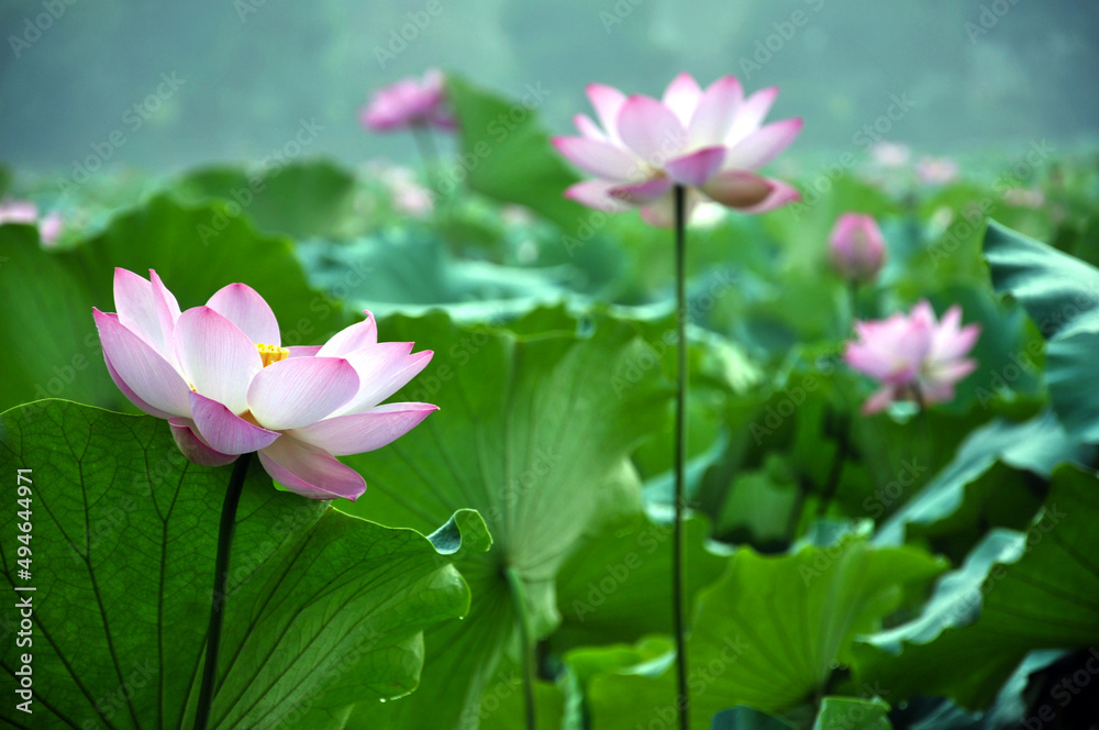 pink lotus flower in the garden pink lotus flower in the garden
