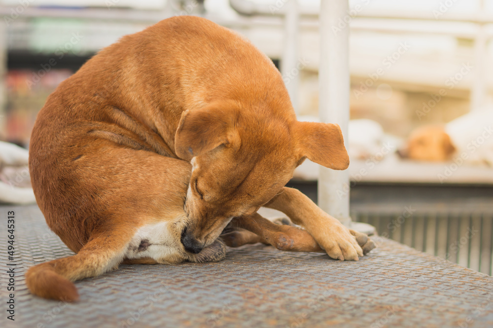 Homeless dog,Stray dog,Vagrant dog in Thailand,Stray dog trying to remove fleas. Homeless dog,Stray dog,Vagrant dog in Thailand,Stray dog trying to remove fleas.