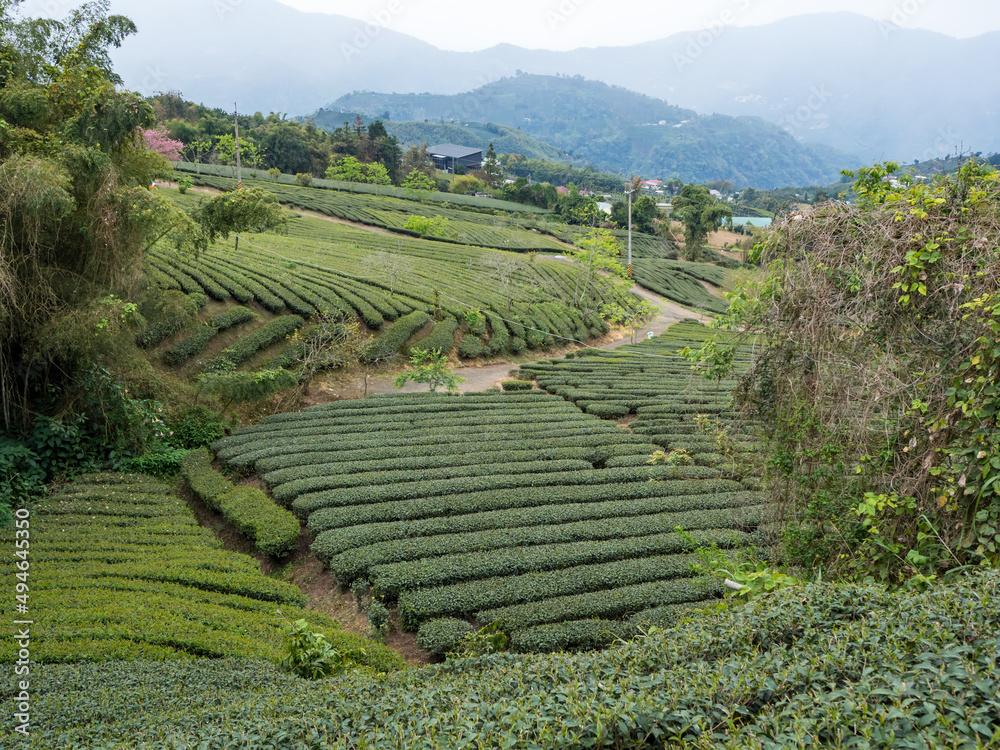 Beautiful tea garden rows scene isolated, design concept for the tea product.