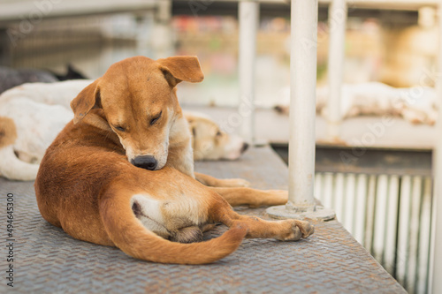 Fotografia Homeless dog,Stray dog,Vagrant dog in Thailand,Stray dog trying to remove fleas