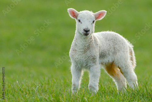 Close up of a newborn lamb in early Springtime, stood in lush green field and facing forward.  Yorkshire Dales, UK.  Horizontal.  Copy space © Moorland Roamer