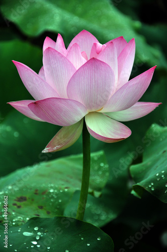 pink lotus flower