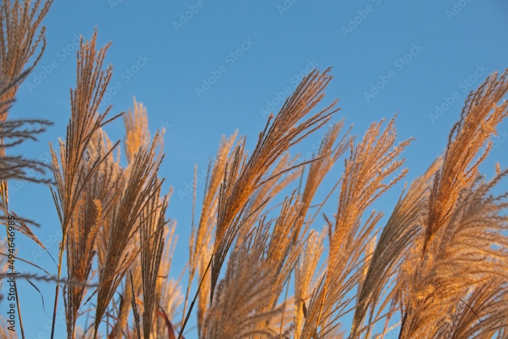 Fototapeta premium ears of wheat against blue sky