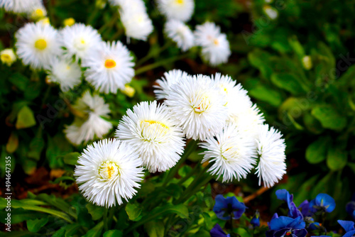 Beautiful white perennial flowers bloom in the garden.
