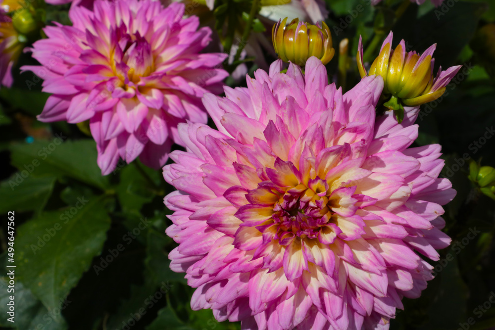 A flowering dahlia bud in the park in summer or autumn.