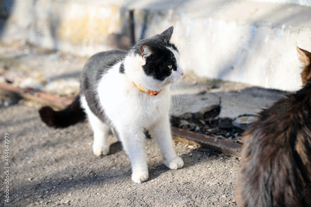 black and white cat