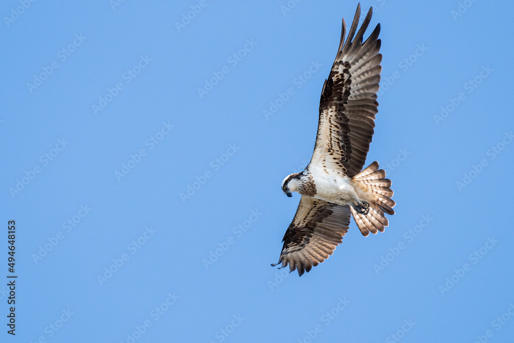 Fototapeta premium 飛ぶミサゴ