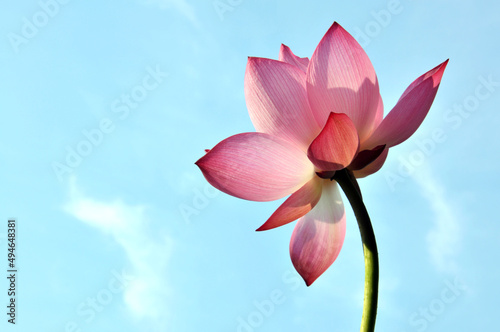 pink lotus flower on blue sky © 曹宇