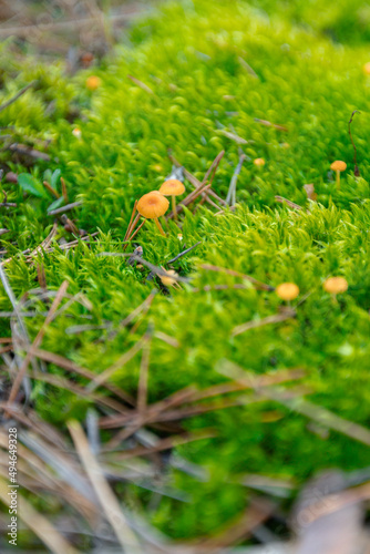 Wallpaper Mural green forest moss with mushrooms Torontodigital.ca