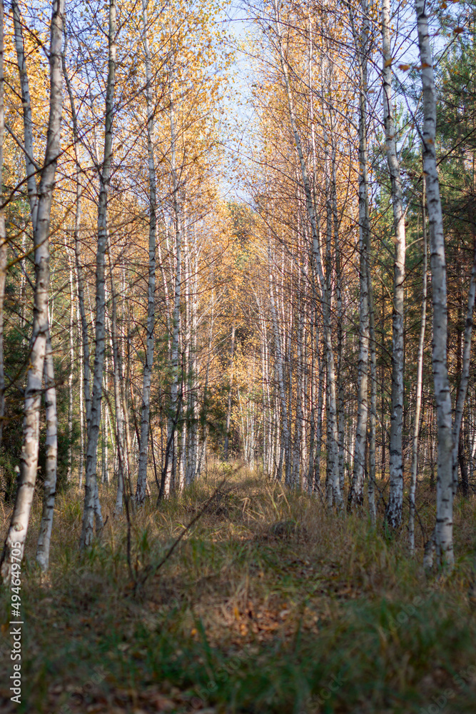forest summer trail with trees forest summer trail with trees