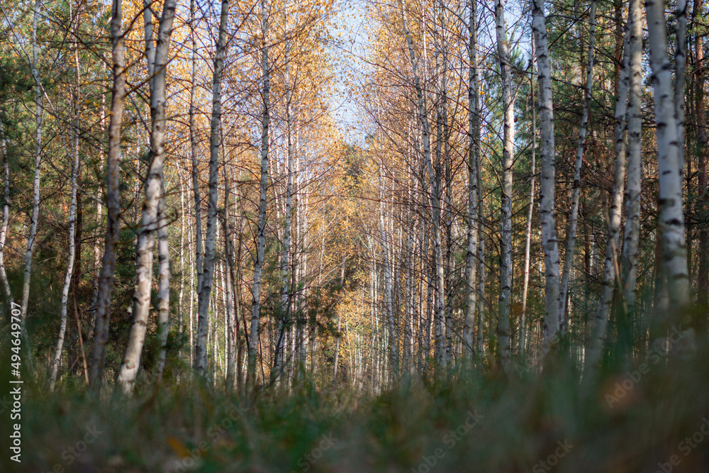 Fototapeta premium forest summer trail with trees