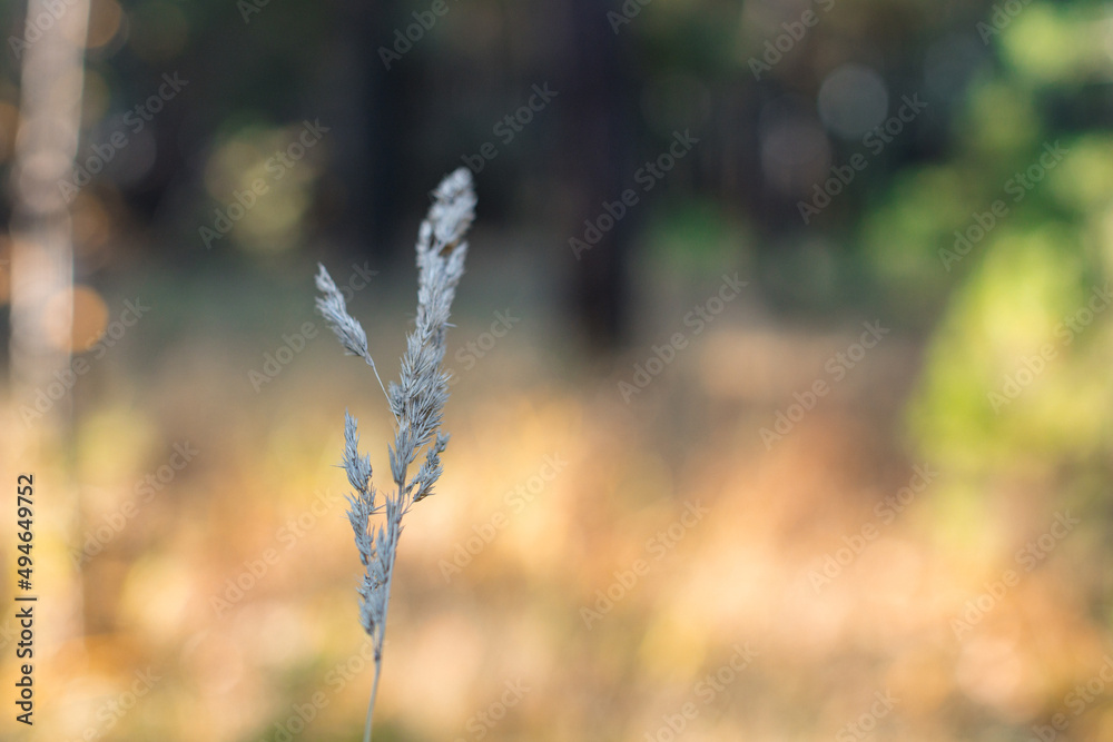 Fototapeta premium lonely spikelet in the summer in the sun