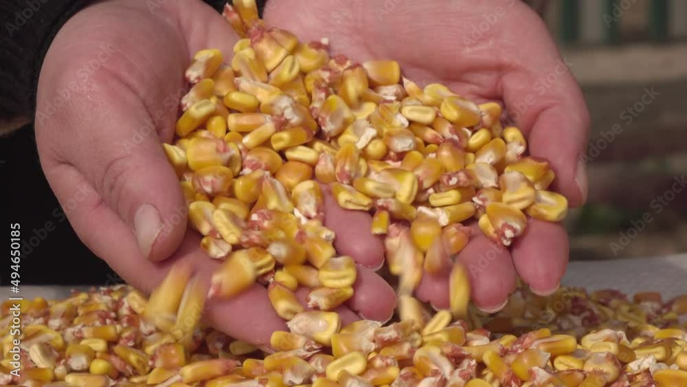 Human hands with corn grains
